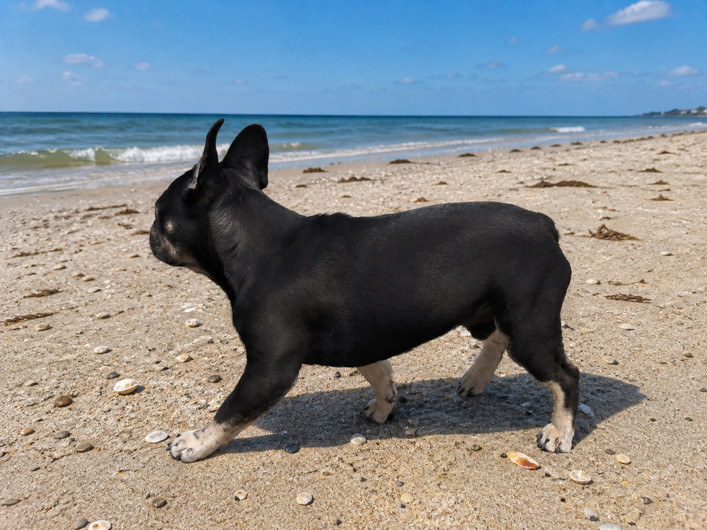 Kodak at the beach with a beach ball