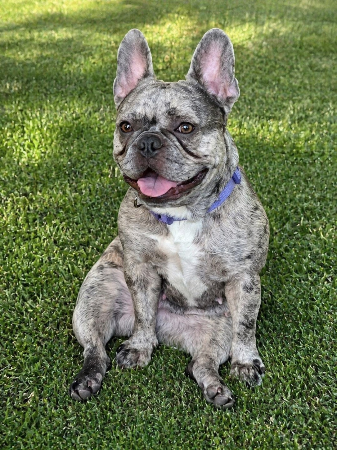 Bella on the Grass