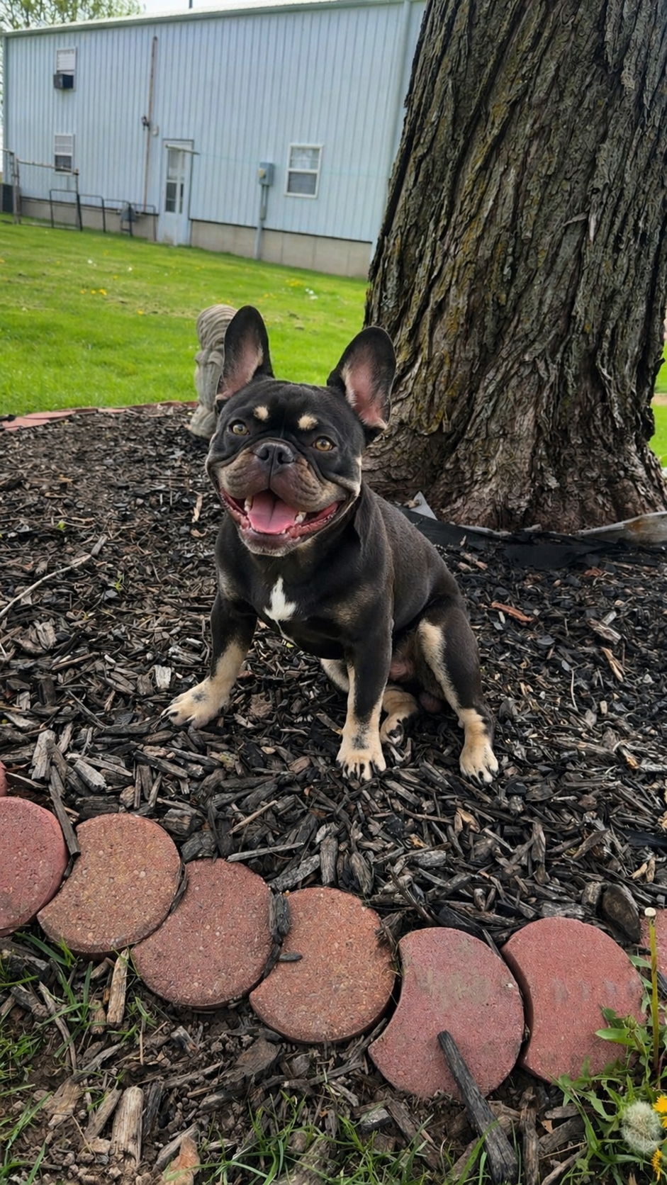 Kodak the French bulldog
