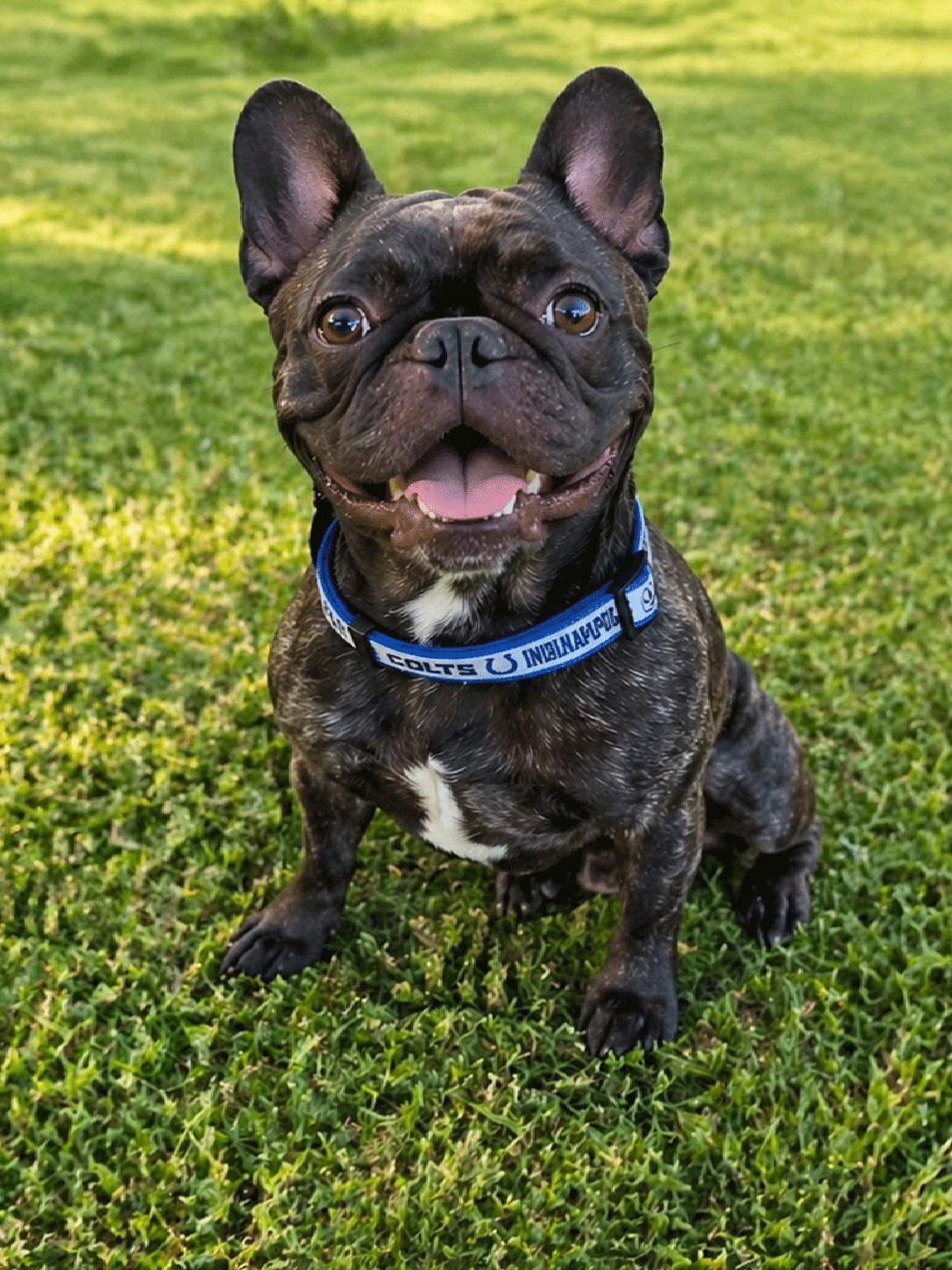 Rocky on the Grass