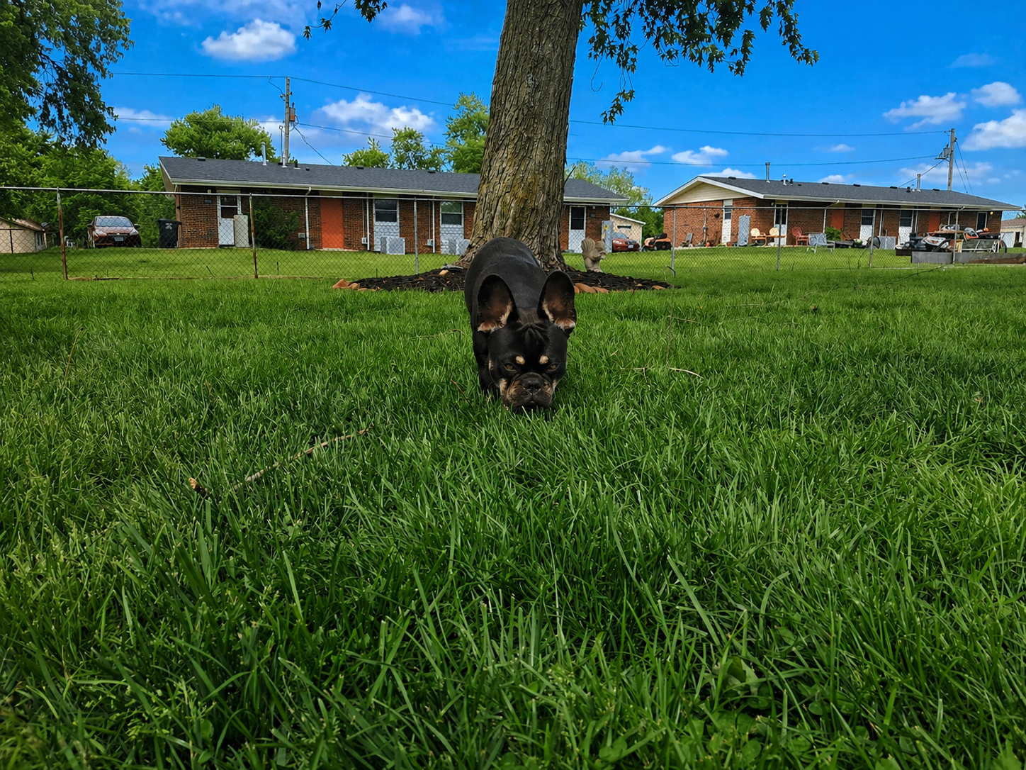 Kodak sniffing Grass