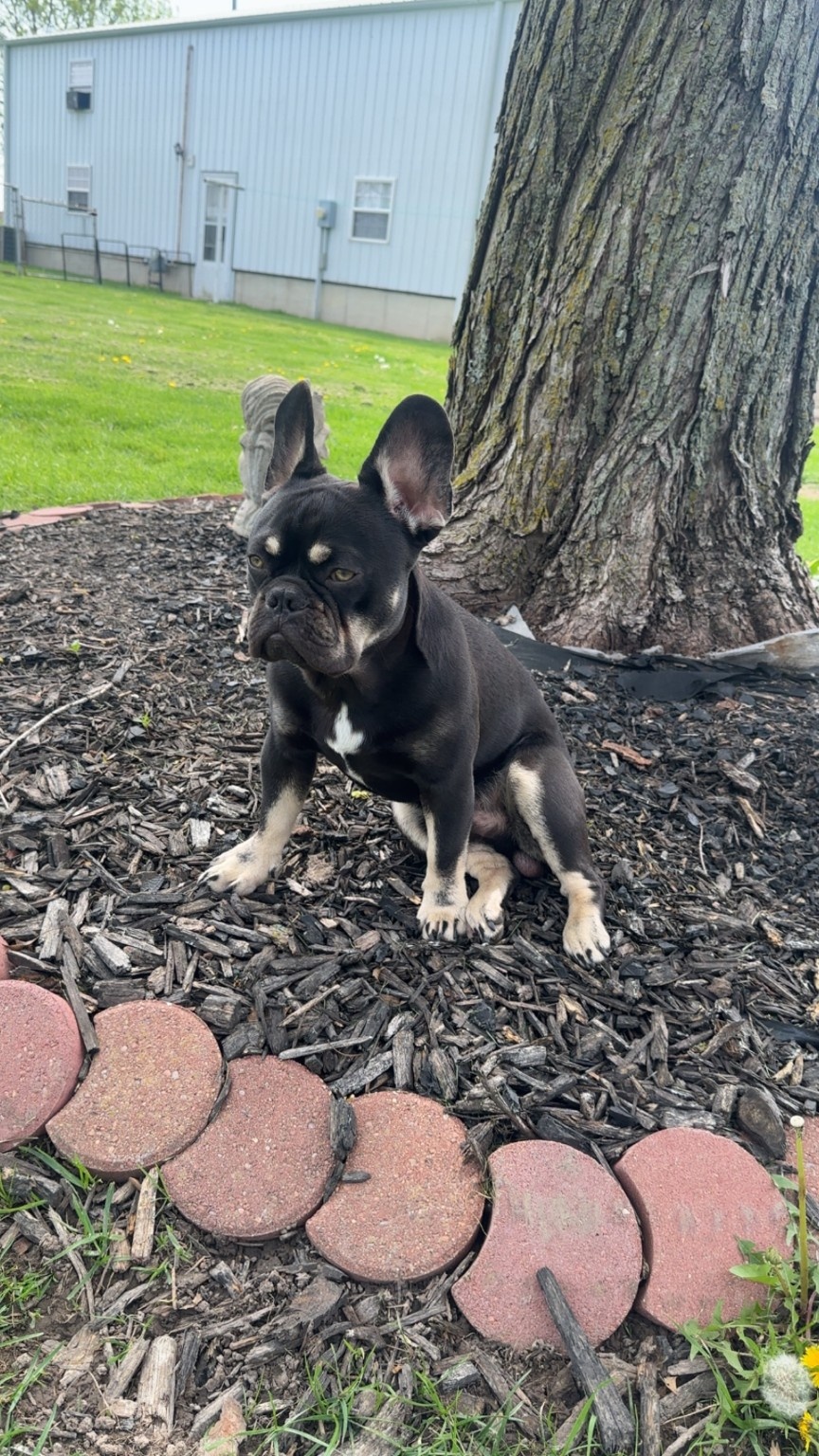 Kodak the French bulldog